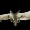 "Brown Bat With Skull Head" Animal Prop -The Horror Dome Store brown bat with skull head animal prop 28426787979312