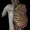 "Dismembered Carcass" Human Body Skeleton Halloween Prop -The Horror Dome Store dismembered carcass human body skeleton halloween prop 14315649597488