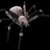 "Giant Spider With LED Eyes" Monster Halloween Prop -The Horror Dome Store giant spider with led eyes monster halloween prop 14285468926000