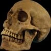 "Hard Resin Human Skull - Movable Jaw" Halloween Prop -The Horror Dome Store hard resin human skull movable jaw halloween prop 14320492544048