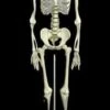 "Human Skeleton" Deluxe Movie Quality Halloween Prop -The Horror Dome Store human skeleton deluxe movie quality halloween prop 14325711568944