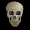 "Human Skull" Life Size Halloween Prop -The Horror Dome Store human skull life size halloween prop 14325686337584