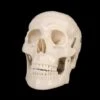 "Life-Size Skull - 1st Class" Halloween Prop -The Horror Dome Store life size skull 1st class halloween prop 14321037803568