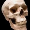 "Life-Size Skull - Aged 2nd Class" Halloween Prop -The Horror Dome Store life size skull aged 2nd class halloween prop 14320995237936