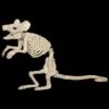 "Mouse Skeleton" Animal Prop