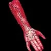 "Peeled Flesh - Right Arm" Human Body Part Halloween Prop -The Horror Dome Store peeled flesh right arm human body part halloween prop 3785830531120