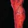 "Peeled Flesh - Right Leg" Human Body Part Halloween Prop -The Horror Dome Store peeled flesh right leg human body part halloween prop 8179466881