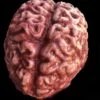 "Silicone Brain" Body Part Halloween Prop -The Horror Dome Store silicone brain body part halloween prop 28425270198320