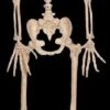 "Werewolf Skeleton" Halloween Prop -The Horror Dome Store werewolf skeleton halloween prop 14320994222128